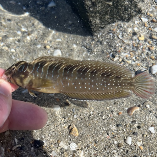 Peacock Blenny