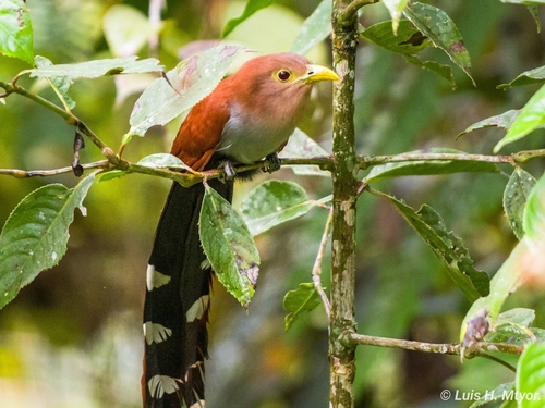 Common Squirrel-Cuckoo