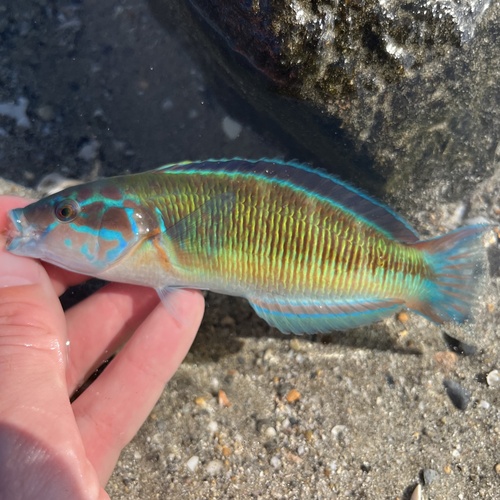 Ornate Wrasse