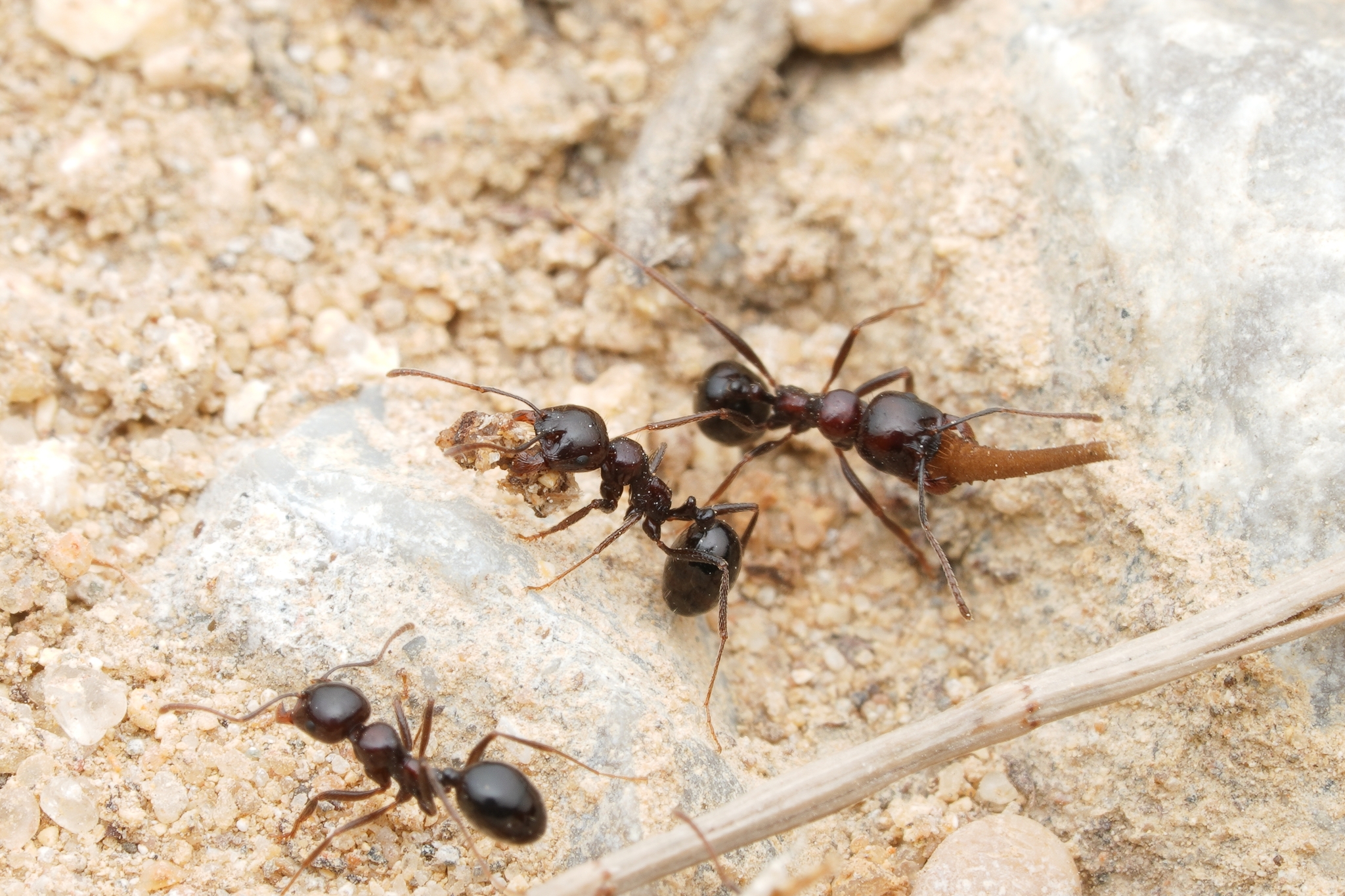 Messor grandinidus
