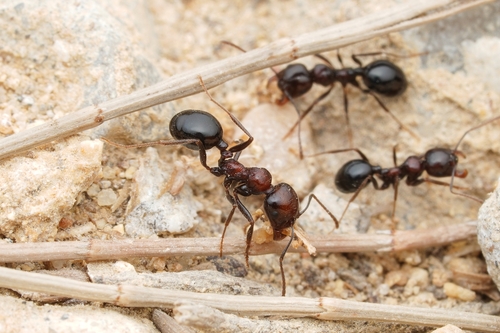 着色收获蚁Messor picturatus