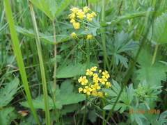 Rorippa brachycarpa