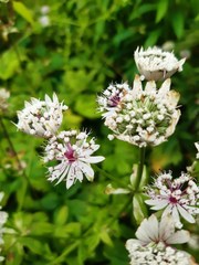 Astrantia