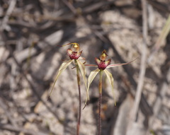 Caladenia lowanensis
