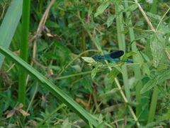 Calopteryx splendens