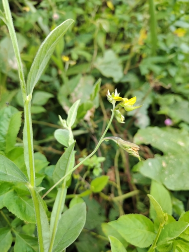 Crotalaria bialata iNat (2)