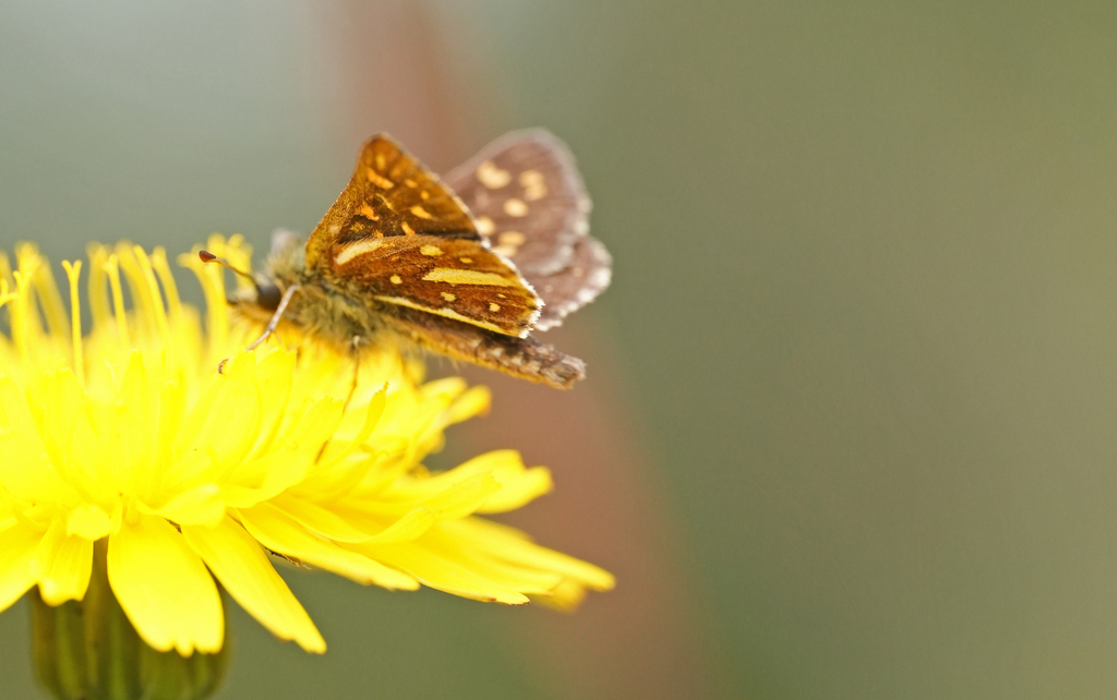 Butleria flavomaculatus
