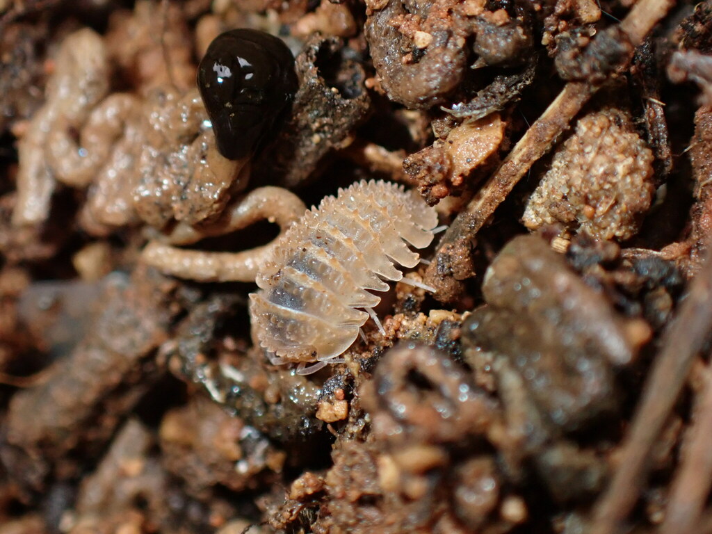Cristarmadillidium muricatum
