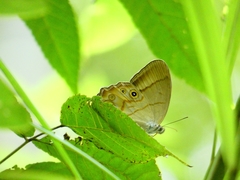 Lethe syrcis