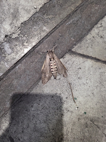 Agrius convolvuli