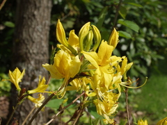 Rhododendron molle