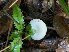 Entoloma peralbidum