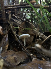 Entoloma peralbidum