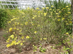 Rhododendron molle