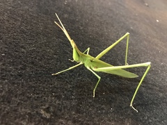 Acrida cinerea