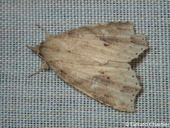 Olulis puncticinctalis