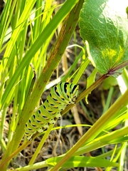 Papilio polyxenes