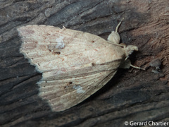 Olulis puncticinctalis