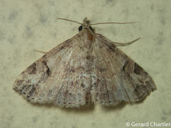 Tipasa renalis