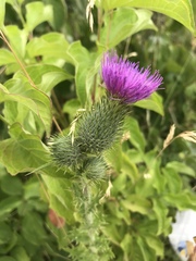 Cirsium vulgare