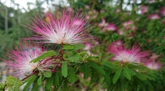 Calliandra surinamensis