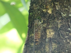 Leptosemia takanonis
