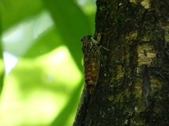 Leptosemia takanonis