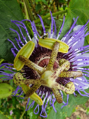Image of Passiflora amethystina by (c) UNA Ecoturismo, some rights reserved (CC BY-SA)
