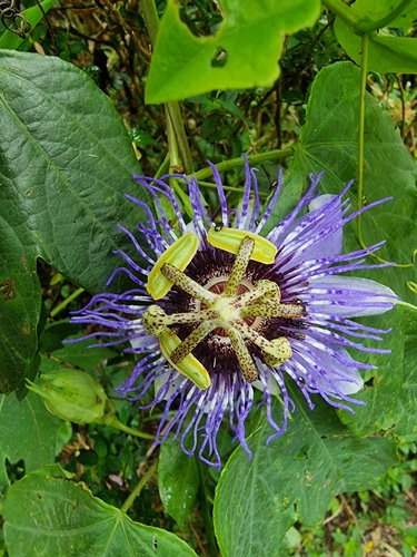 Image of Passiflora amethystina by (c) UNA Ecoturismo, some rights reserved (CC BY-SA)