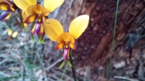 Image of Diuris magnifica by (c) A.J. Anderson, some rights reserved (CC BY)