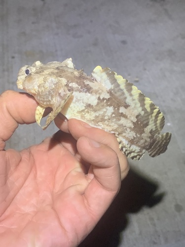 Ocellated frogfish toadfish (Halophryne ocellatus) — Batrachoididae — 3