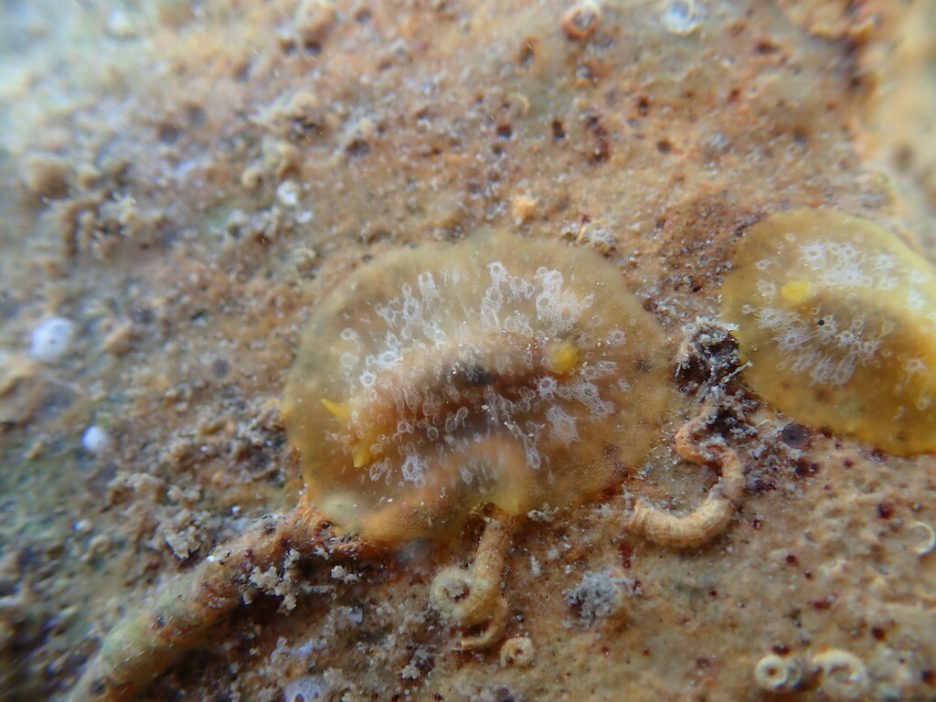 Doriopsilla rarispinosa