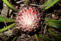 Protea scabriuscula