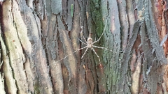 Araneae