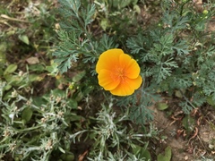 Eschscholzia californica