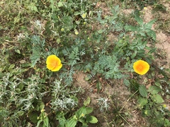 Eschscholzia californica