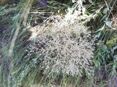 Trinia hispida
