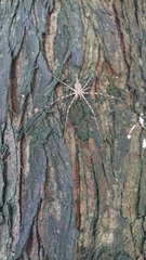 Araneae