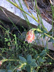 Liparia splendens comantha