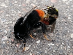 Bombus lapidarius
