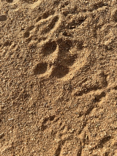 iNaturalist observation photo of Canids