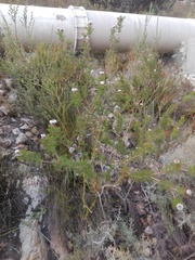 Serruria pedunculata