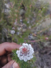 Serruria pedunculata