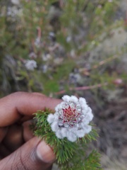 Serruria pedunculata