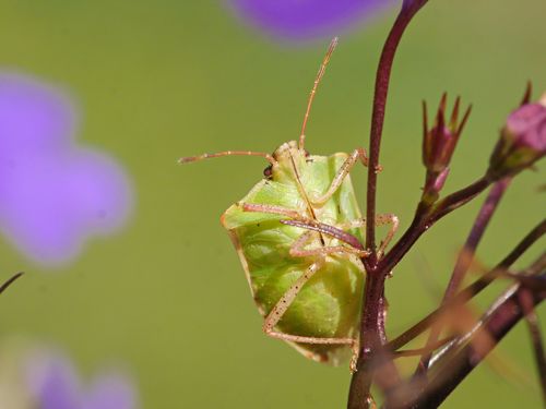 Brown stink bug