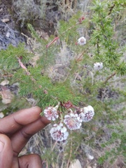 Serruria pedunculata