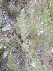 Serruria pedunculata