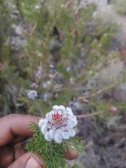 Serruria pedunculata