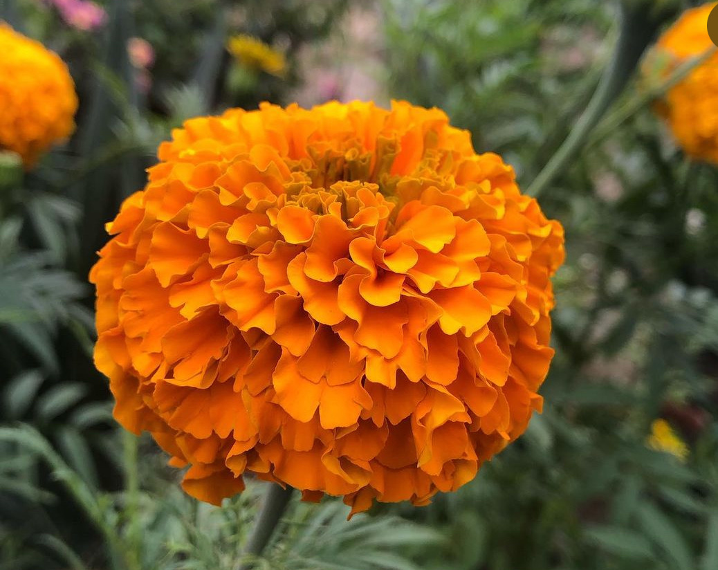 Tagetes erecta