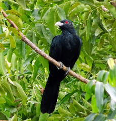 Eudynamys scolopaceus